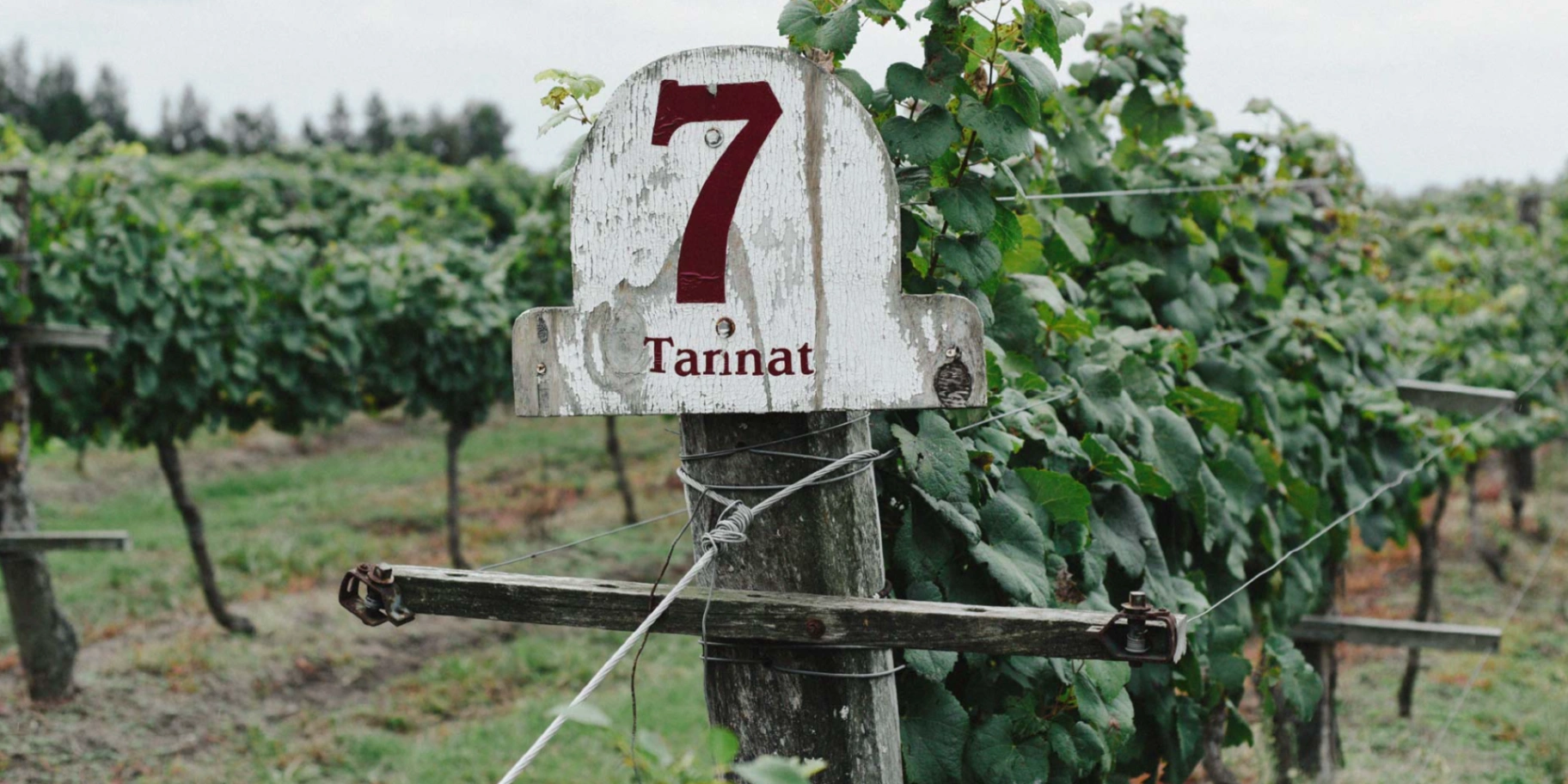 Vino Tannat La Juana Uribe Argentina
