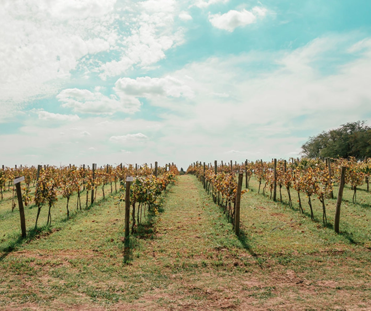 Viñedos Bodega Gamboa Argentina