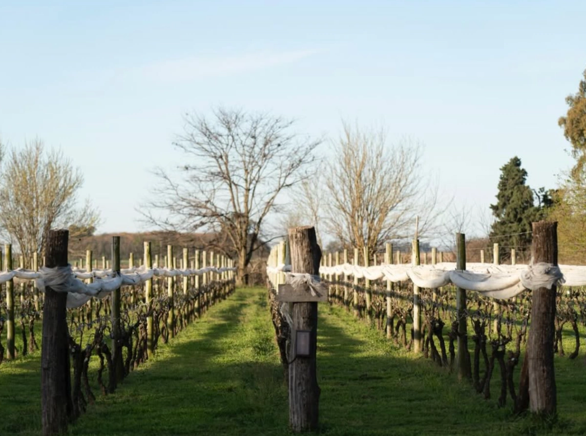 Viñedo Bodega Las Antipodas Argentina