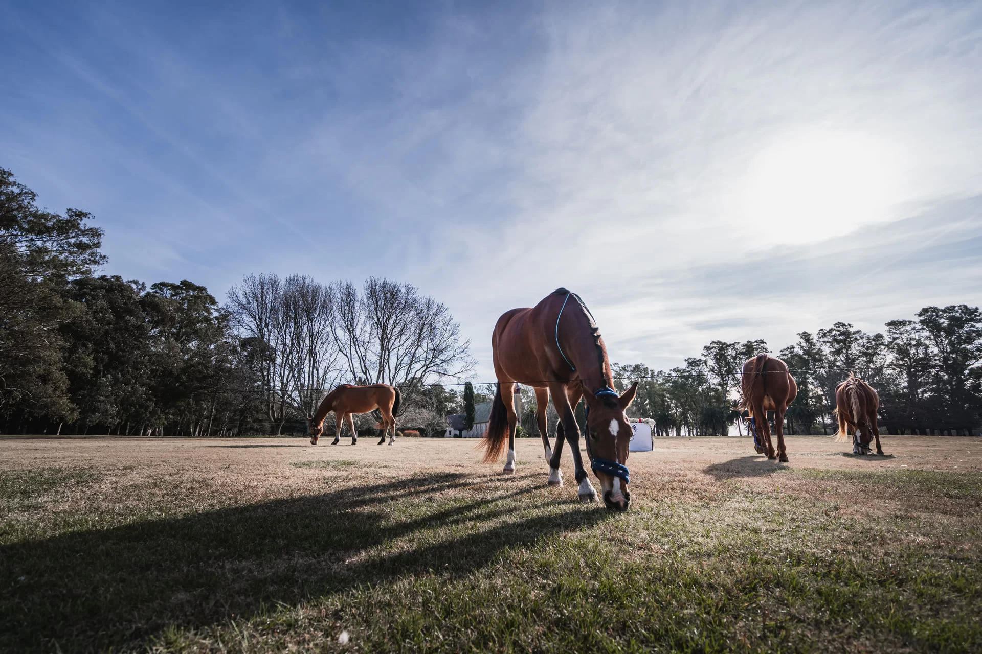 Cabalgatas y Caballos La Candelaria